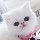 晴天爱体育