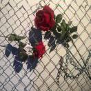 小爷爱看你的宝贝