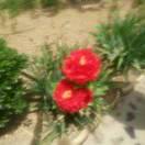 幸福🌺快乐🌹