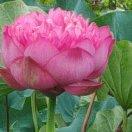 梦想成真《拒绝私聊》