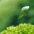 炜  炜  道  来 ：