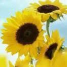 向日葵🌻