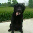 广缘犬业(繁殖小体比熊,灰泰迪)