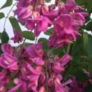 山茶花