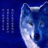 野狼