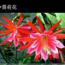 美丽的高原红