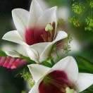小方