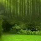 秋雨