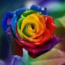 画哥婚姻儒学-你的名字