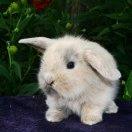 大白兔🐰