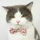 调兵山夜市牛排