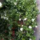 夕阳与你西餐厅官方号