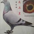 强 总 打 灰