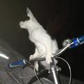 骑自行车🚲的🐱咪