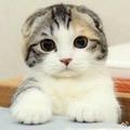 猫咪爱咖啡