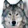 motowolf