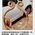 囍🐂🍺囍