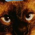 黑眼睛的猫