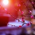 梅,121205