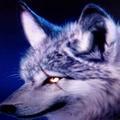 🐺东北狼