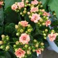 花花世界