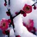 傲雪红梅郭红梅