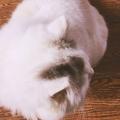 猫汁