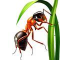 蚂蚁