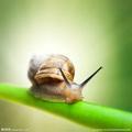 奔跑的蜗牛