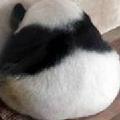 小鱼种猫