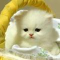 兰子🌸六八年四月🐒
