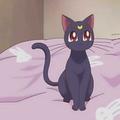 萌猫大剑客