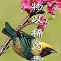 紫薇花。