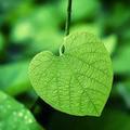 xinhua