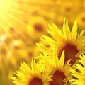 幸福花开_200665097