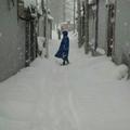 lily维