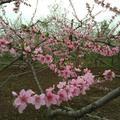 芳心15
