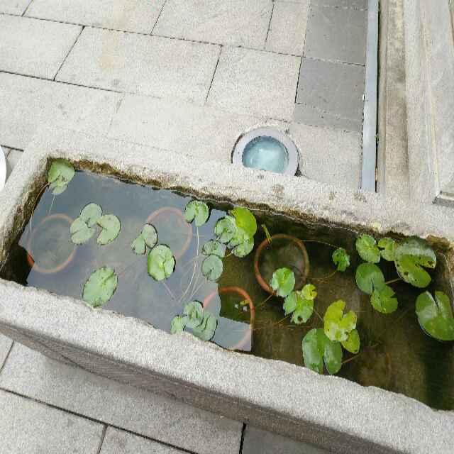 叶子况