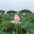花好月圆