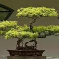 翠花儿