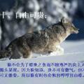 狼行千里吃肉