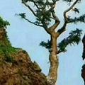 桐兴宇