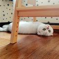 屋顶上的猫_47750