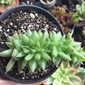 沐子菌