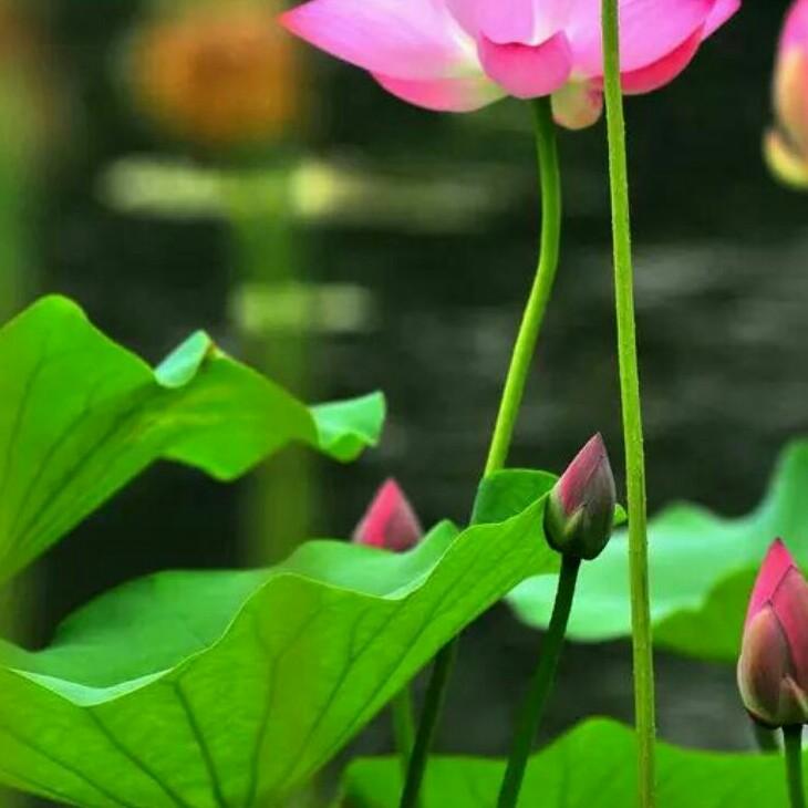 ❤粉小桃❤