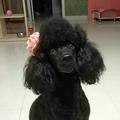 疯狂泡菜