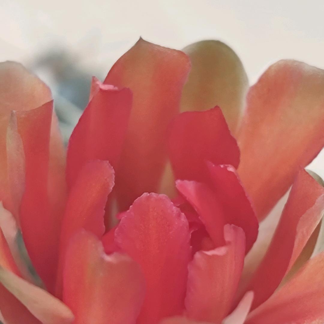 听见花开花落