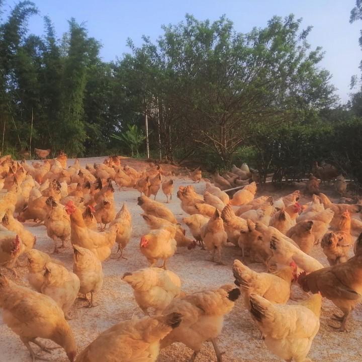 五华龙村镇宫前村连塘百凤鸡苗培育