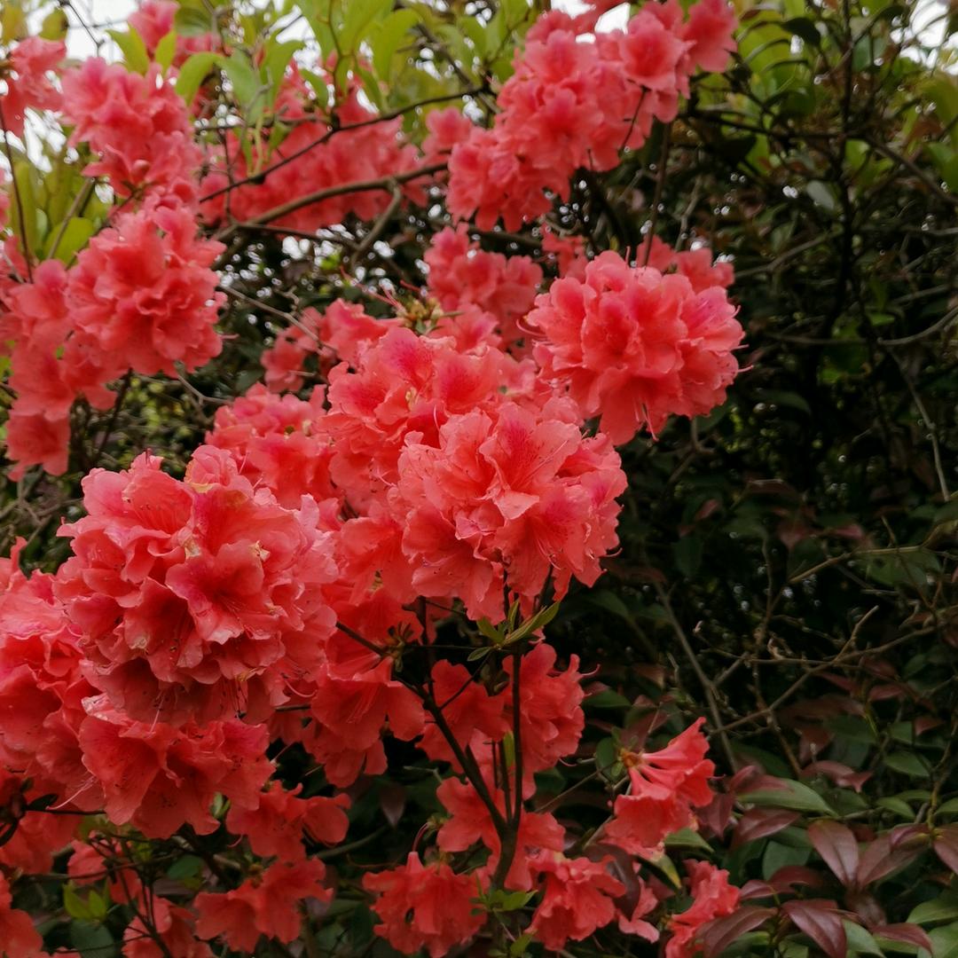 胡涂难得，难得糊涂！