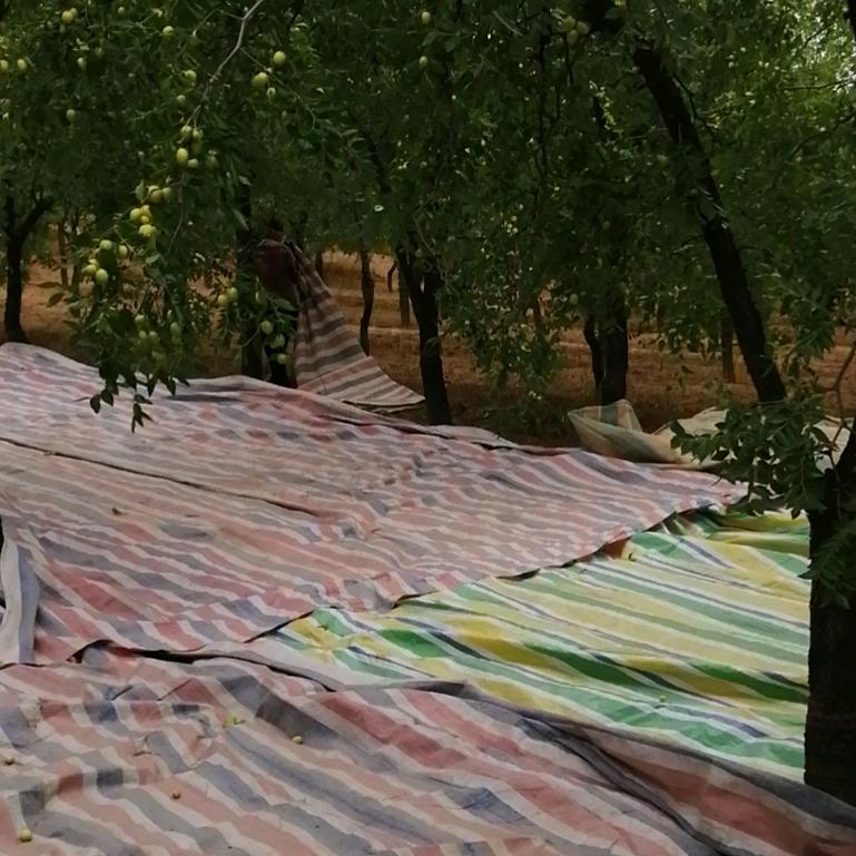 诚心不要理由鏚鏚s